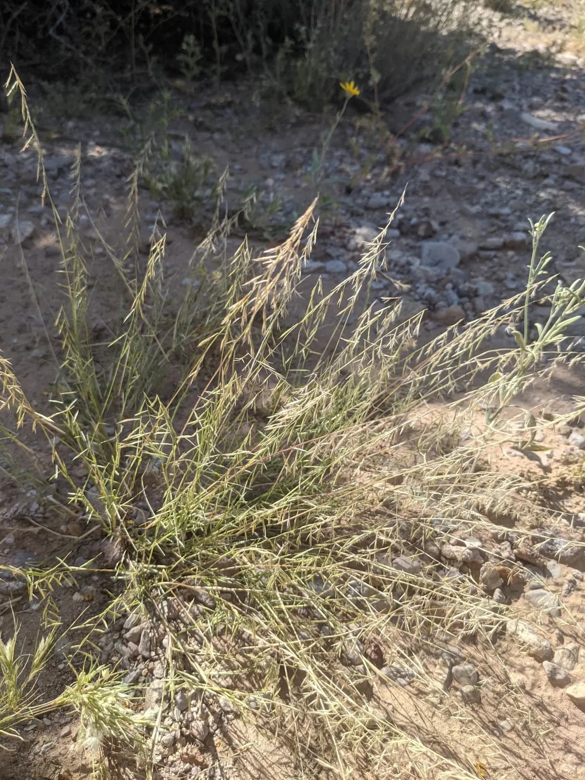 Needle Grama (Bouteloua aristidoides)