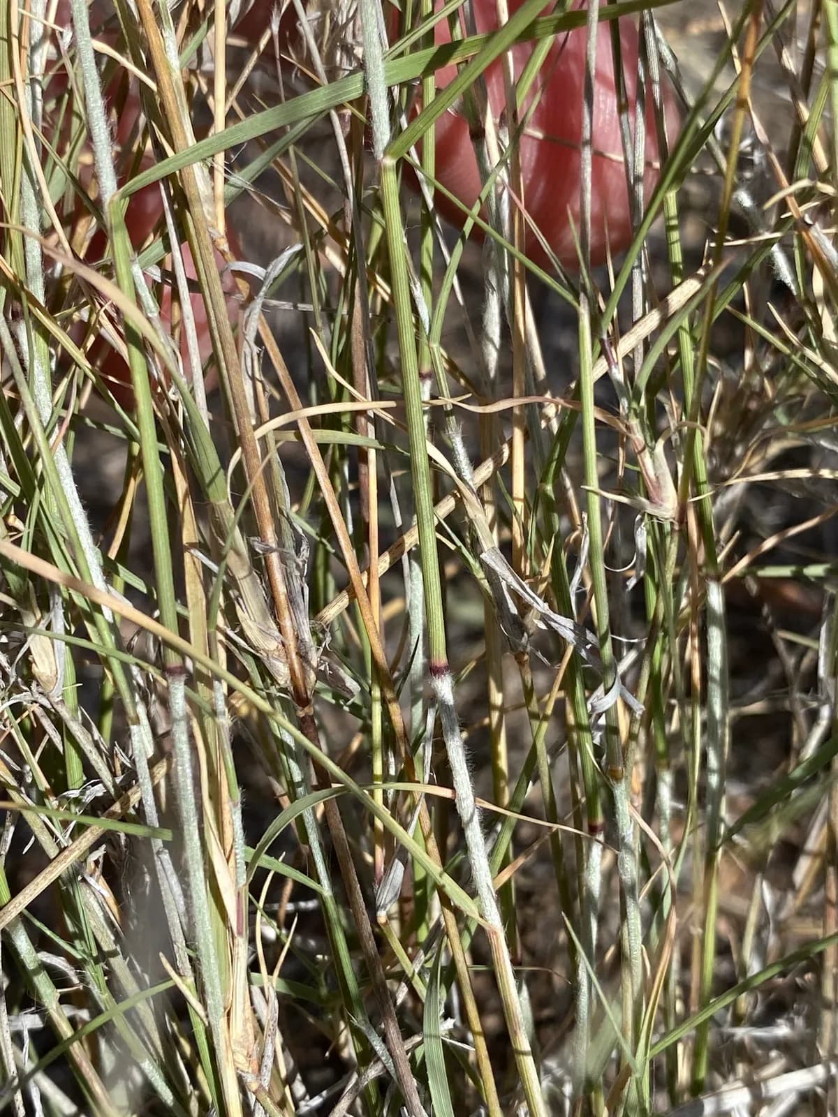 Black Grama (Bouteloua eriopoda)