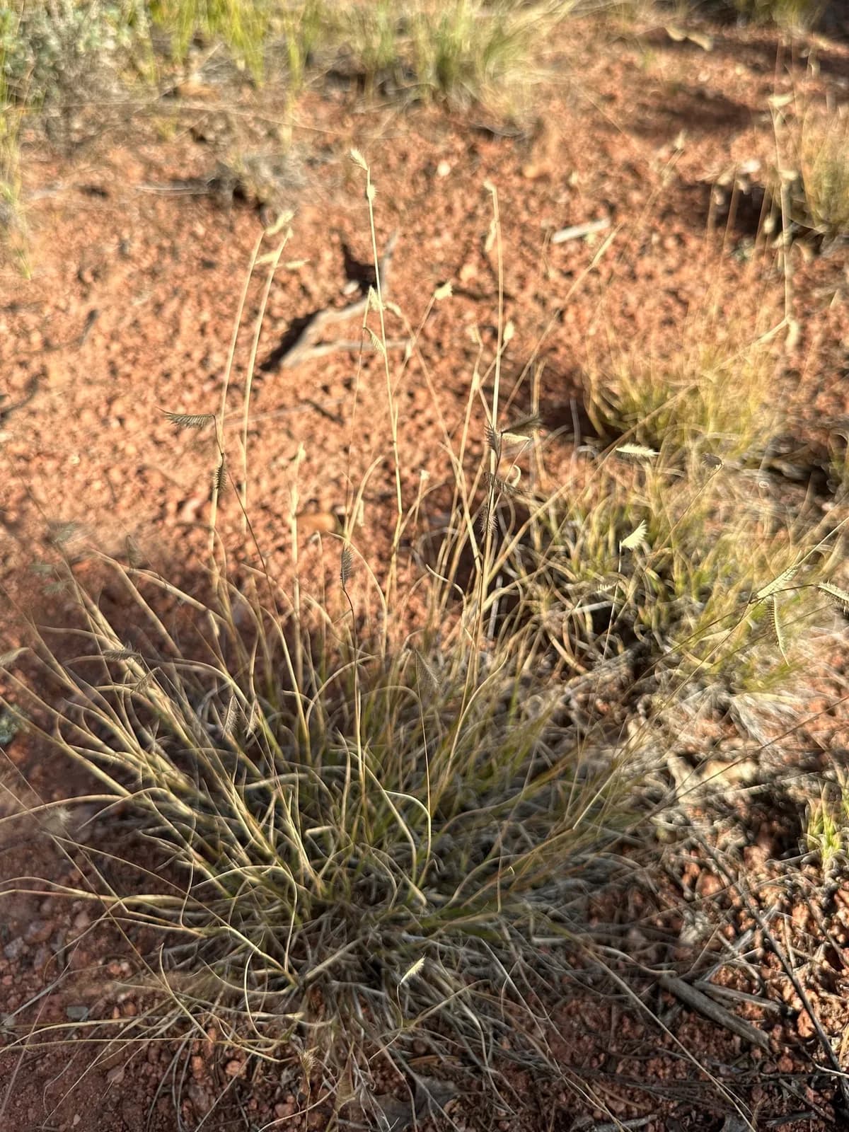 Hairy Grama (Bouteloua hirsuta)
