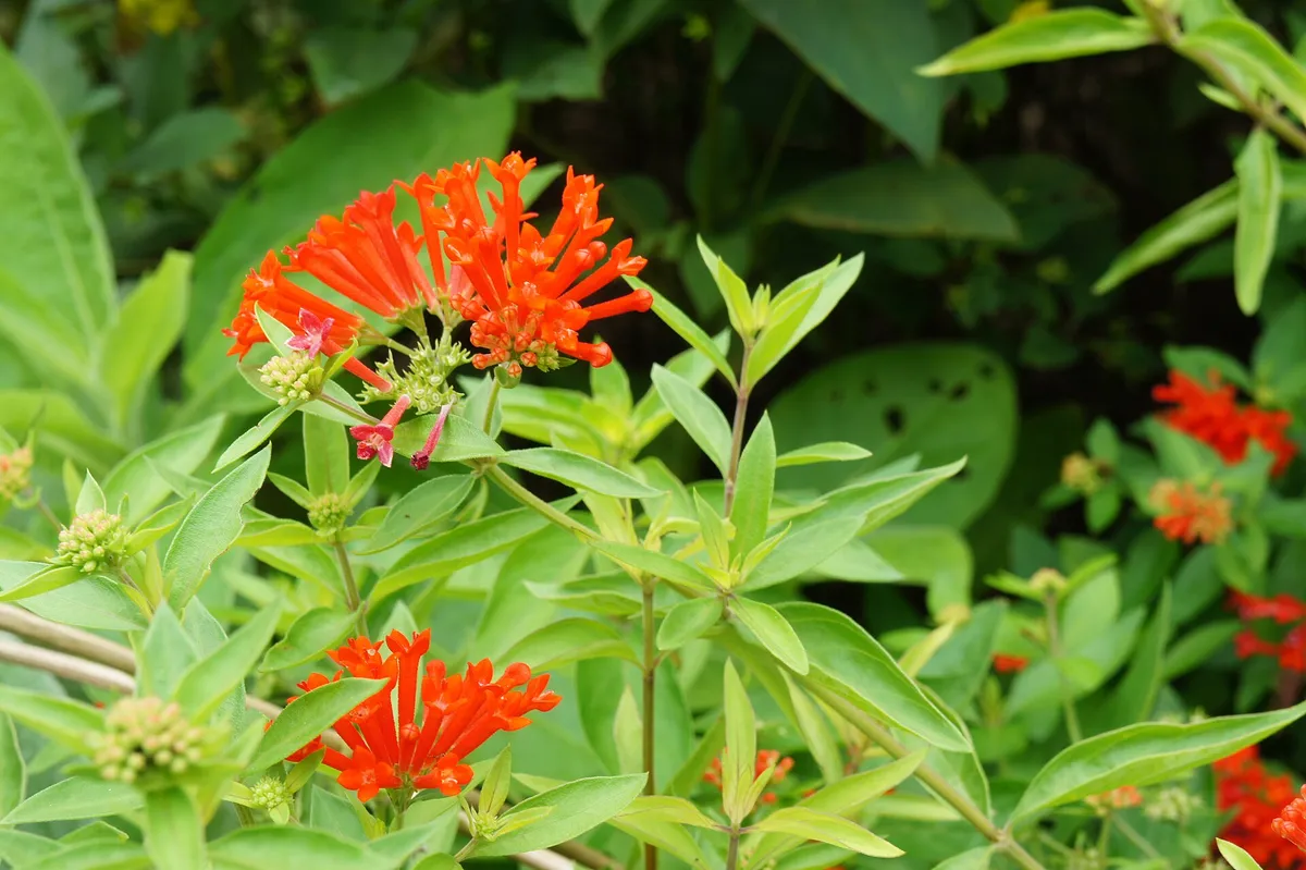 Scarlet Bouvardia (Bouvardia ternifolia)