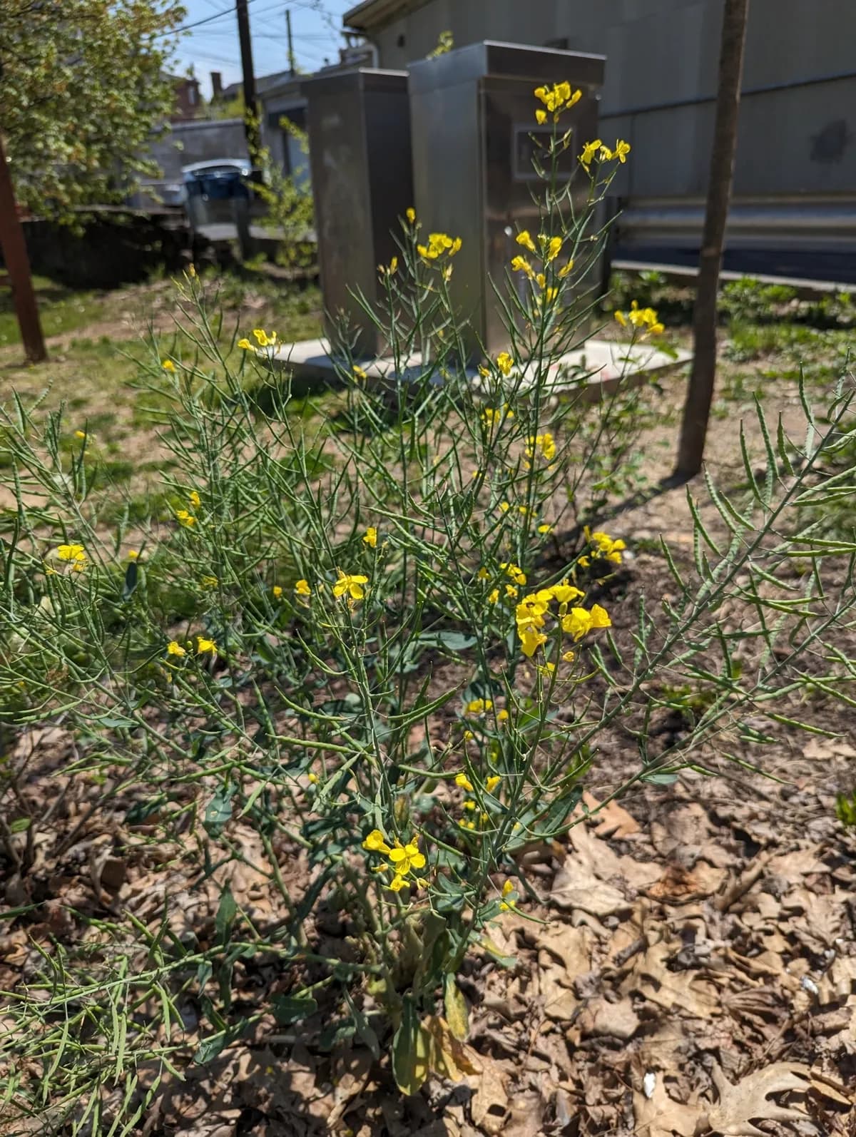 Field Mustard (Brassica rapa)