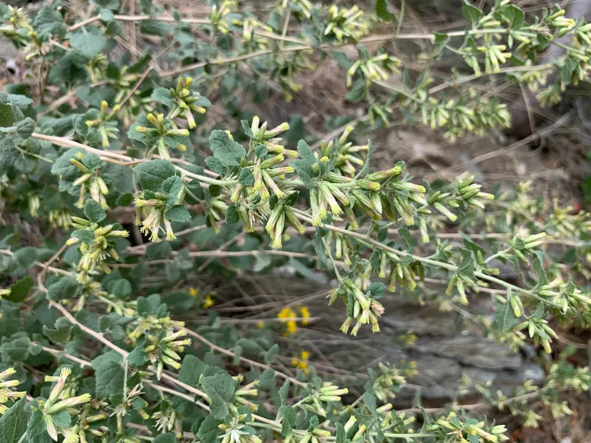 California brickellbush (Brickellia californica)