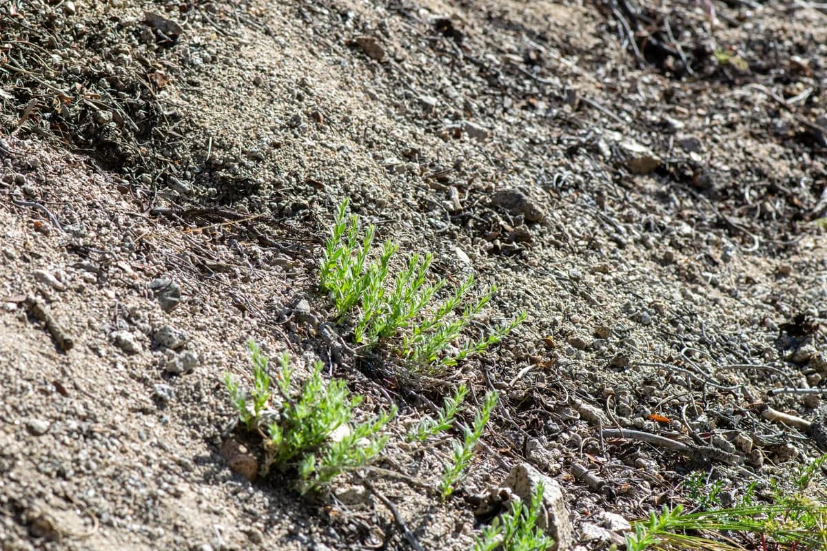 Mojave Brickellbush (Brickellia oblongifolia)