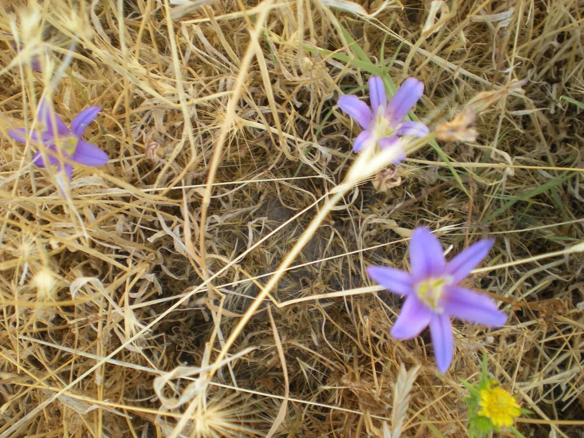 Elegant Cluster-lily (Brodiaea elegans)