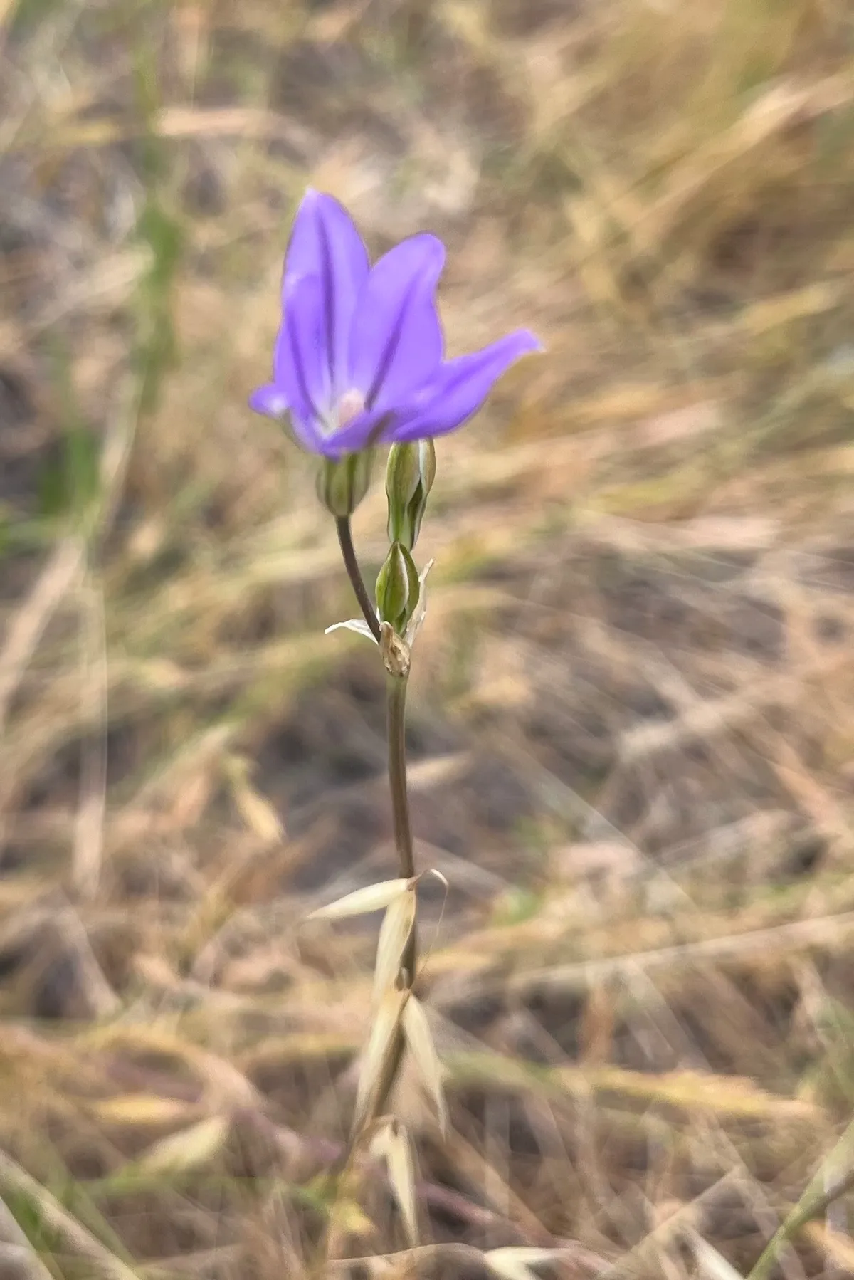 Threadleaf brodiaea (Brodiaea filifolia)