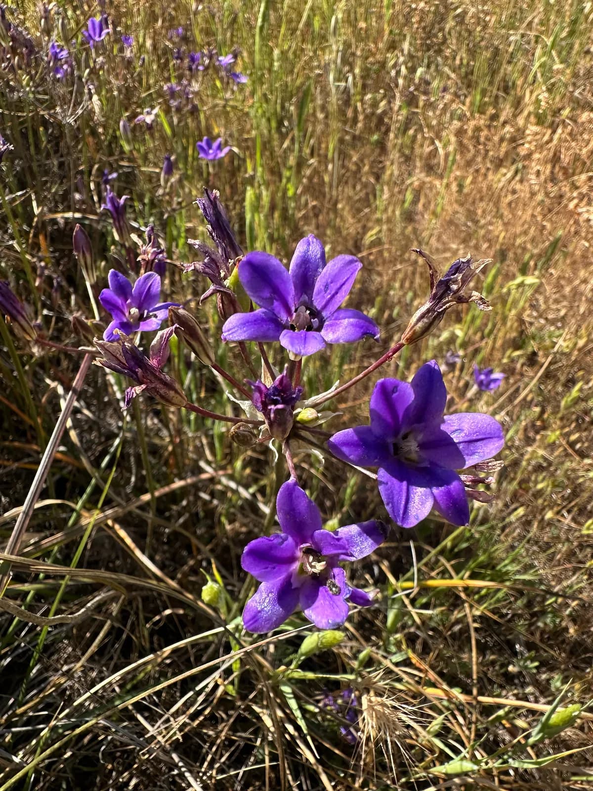 San clemente island brodiaea (Brodiaea kinkiensis)