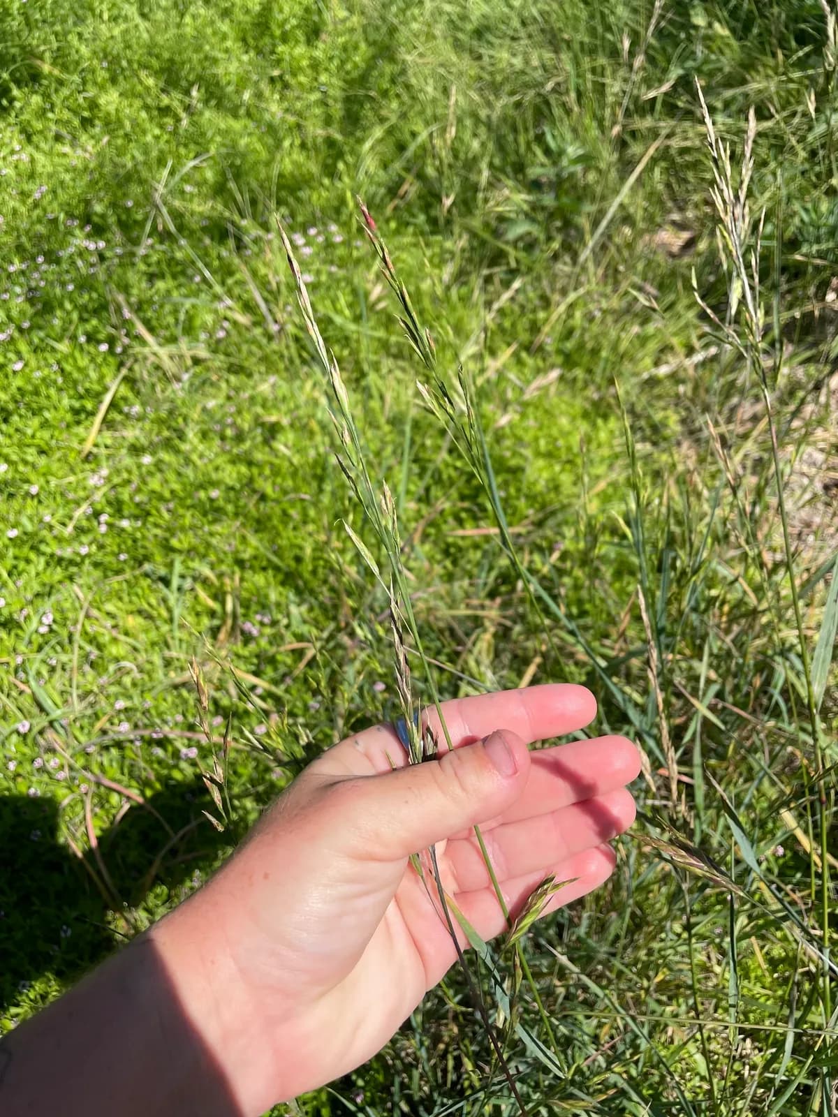 Sweet Brome (Bromus carinatus)