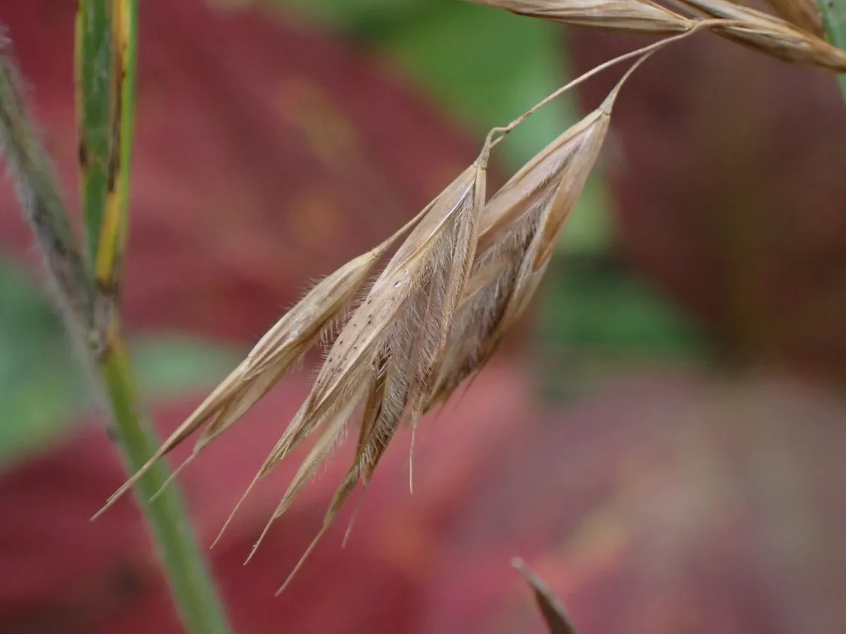 Fringe Brome (Bromus ciliatus)