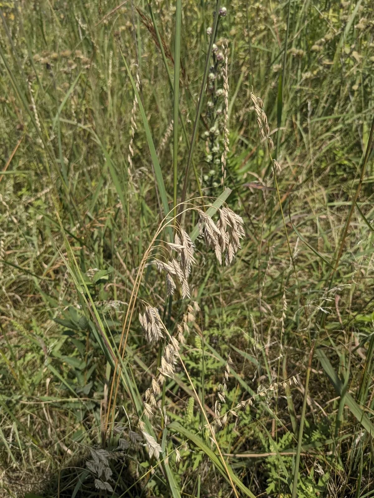 Prairie brome (Bromus kalmii)