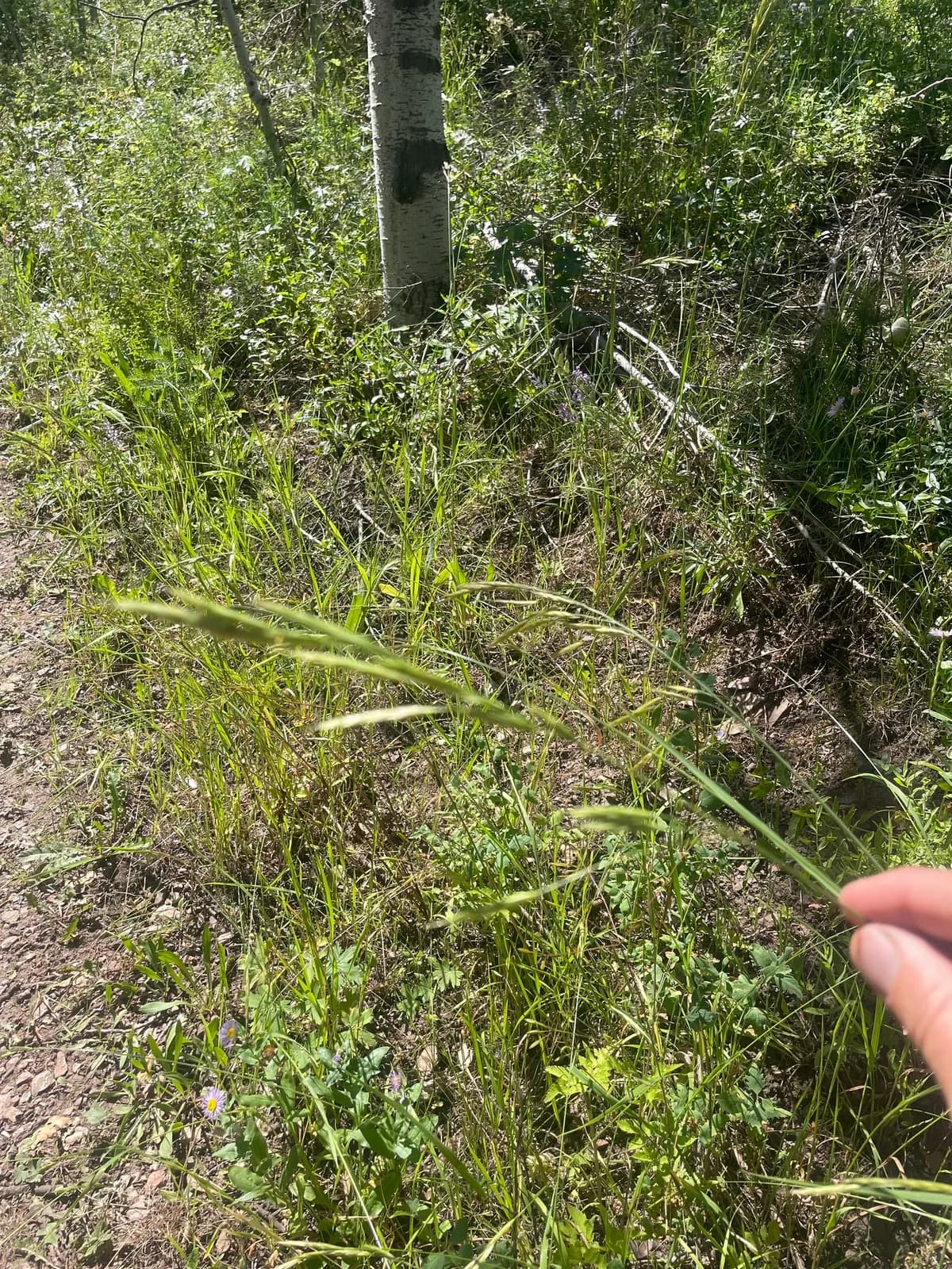Mountain Brome (Bromus marginatus)