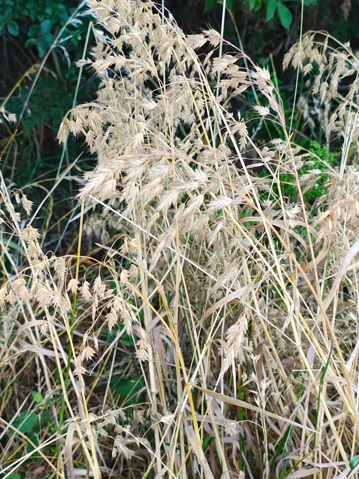 Cheat (Bromus secalinus)
