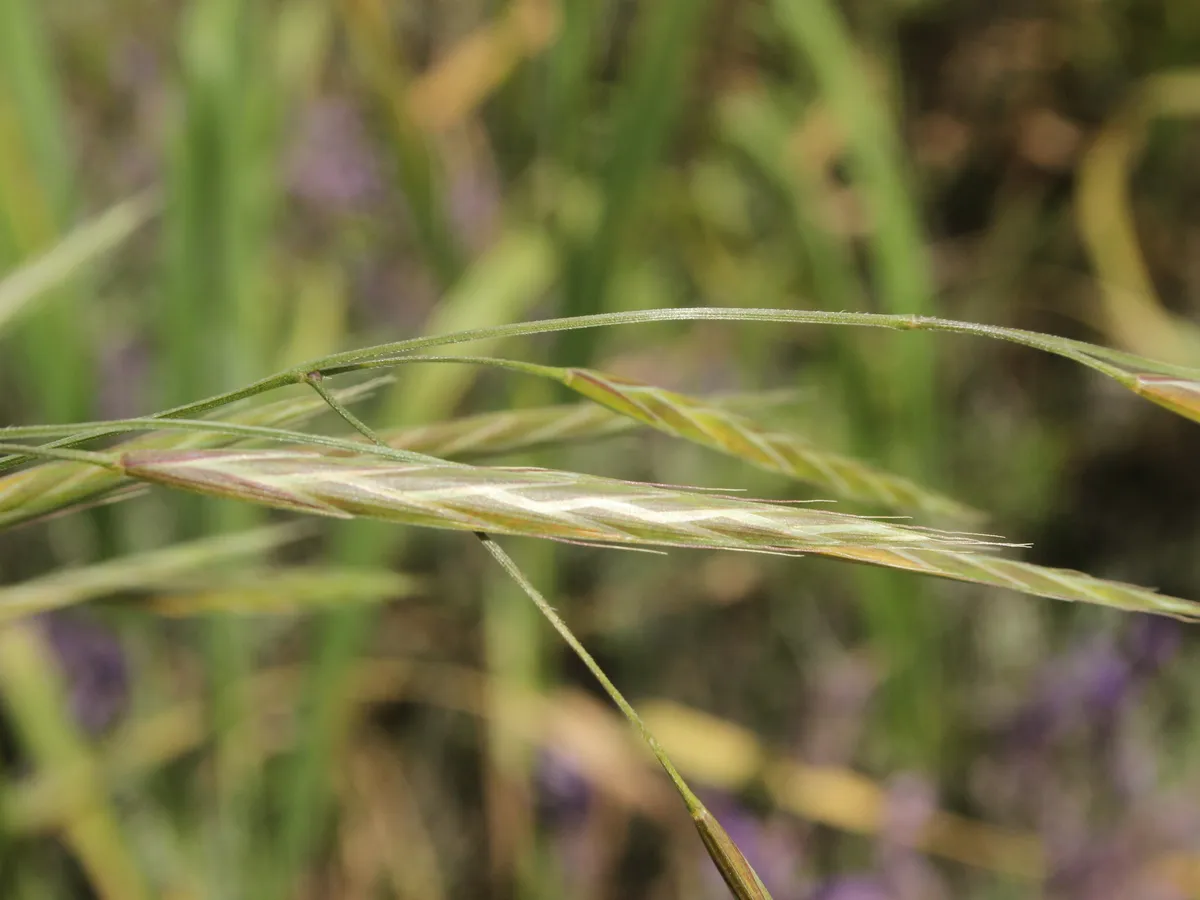 Alaska brome (Bromus sitchensis)