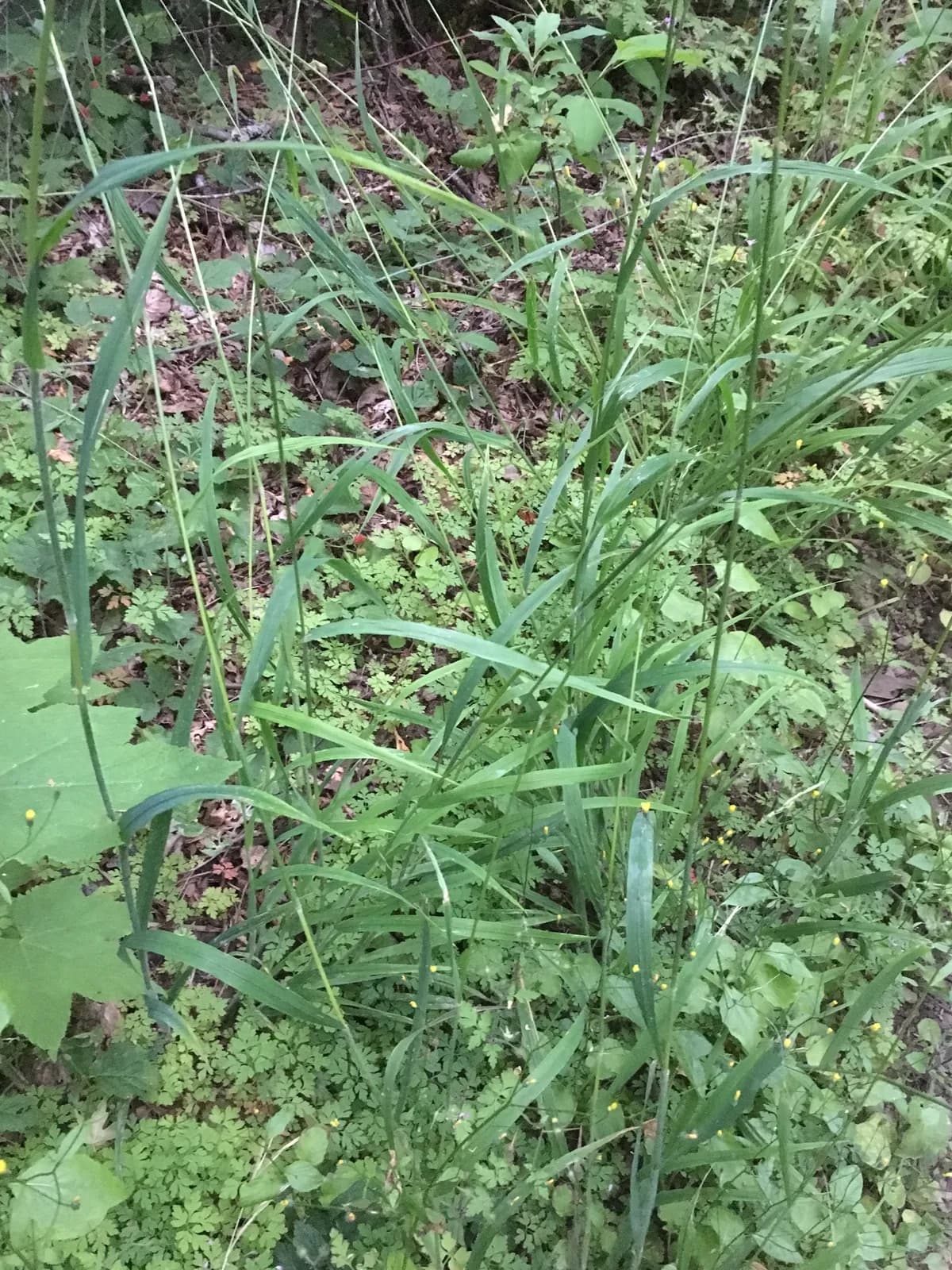 Columbia brome (Bromus vulgaris)