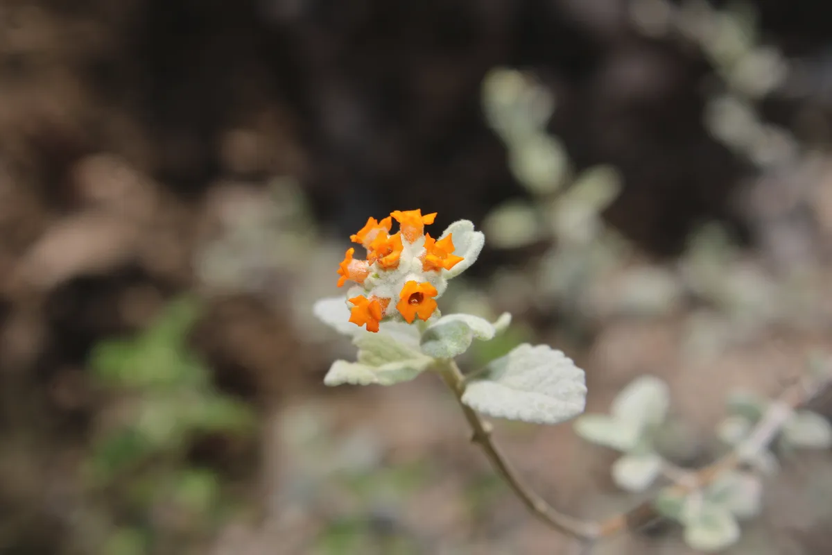 Woolly Butterfly Bush (Buddleja marrubiifolia)