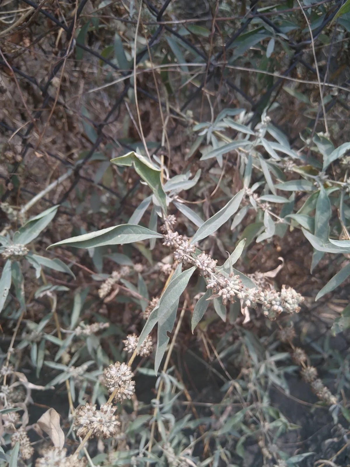 Rio Grande Butterfly Bush (Buddleja sessiliflora)