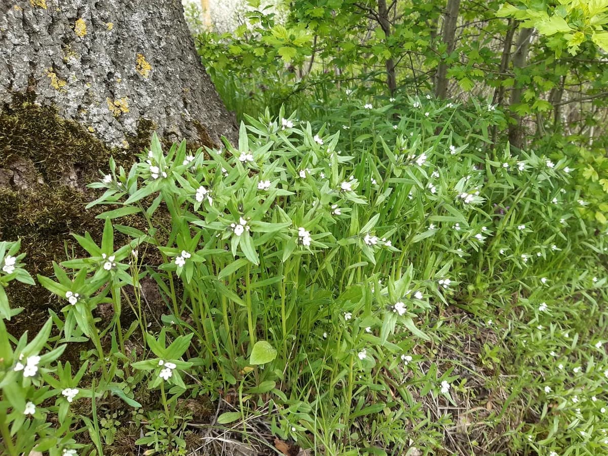 Corn Gromwell (Buglossoides arvensis)