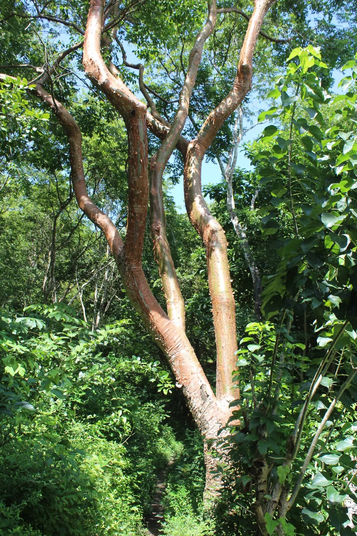 West indian-birch (Bursera simaruba)