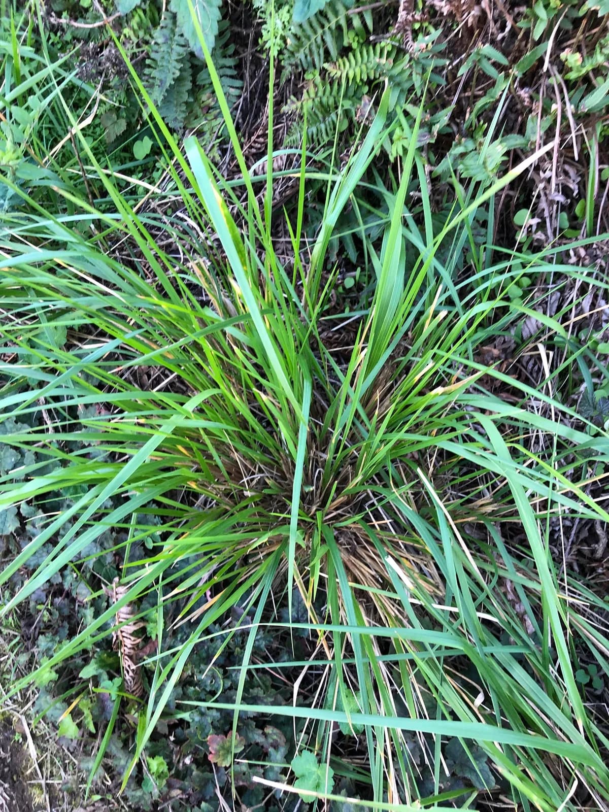 Pacific Reedgrass (Calamagrostis nutkaensis)