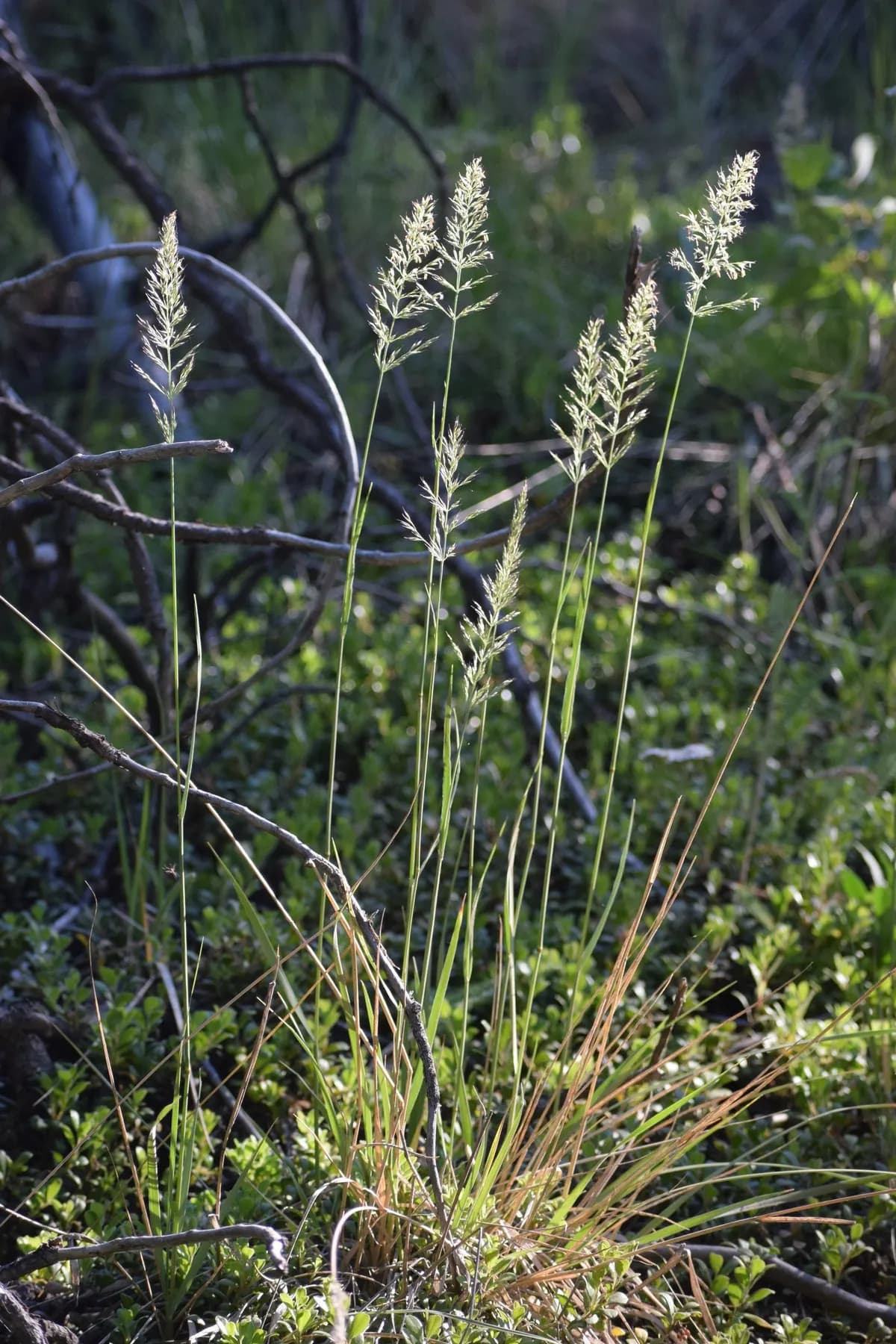 Purple Reedgrass (Calamagrostis purpurascens)