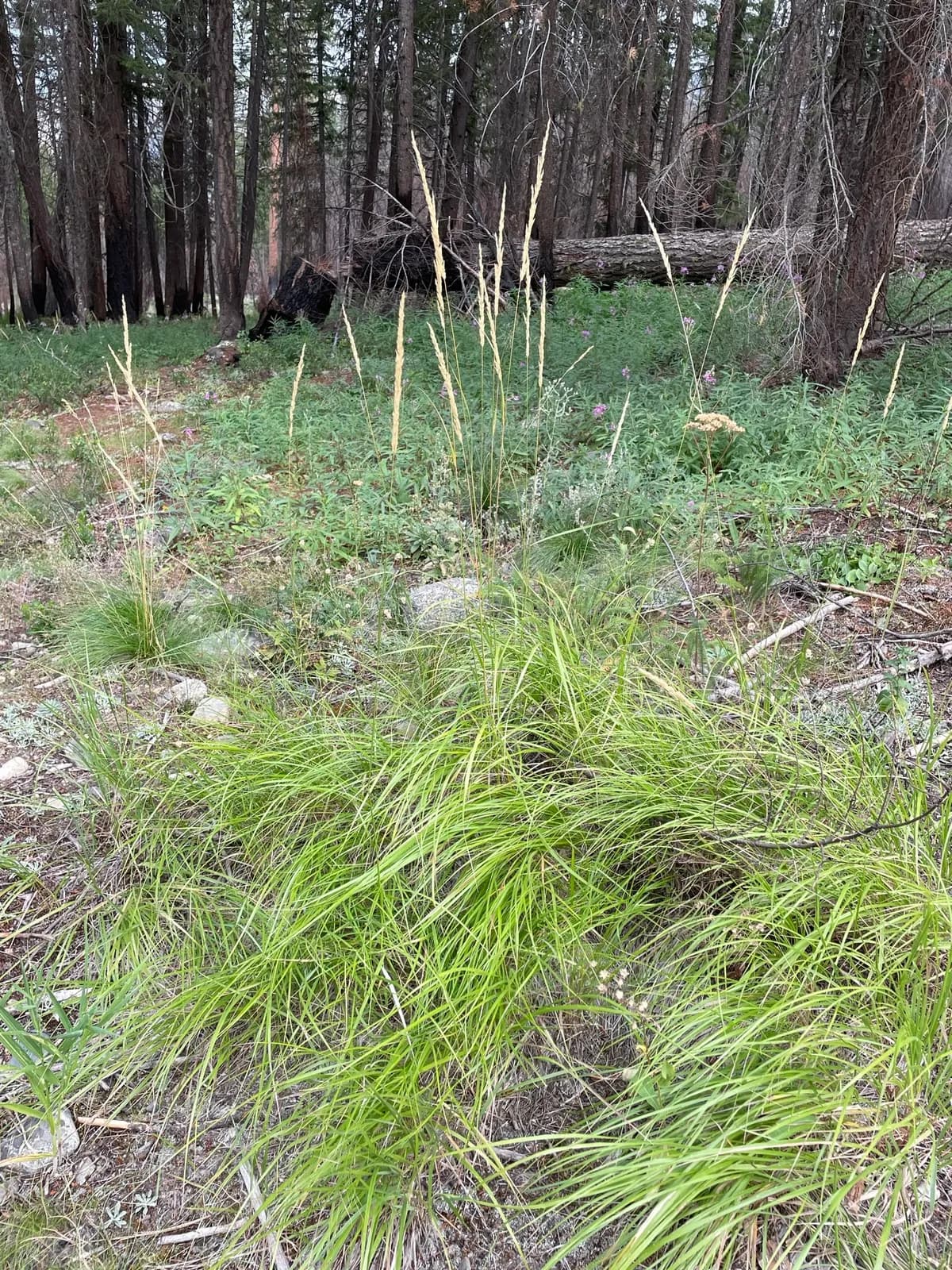 Pine Grass (Calamagrostis rubescens)