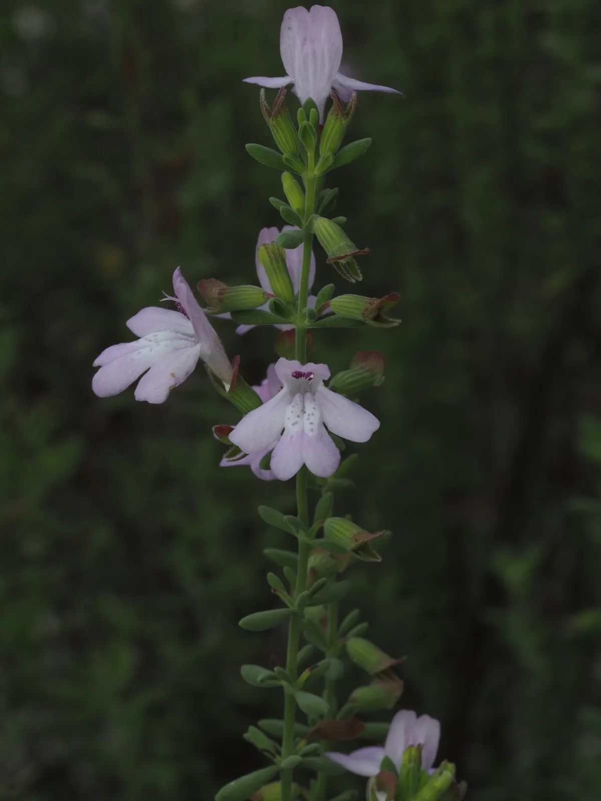 Ashe's calamint (Calamintha ashei)