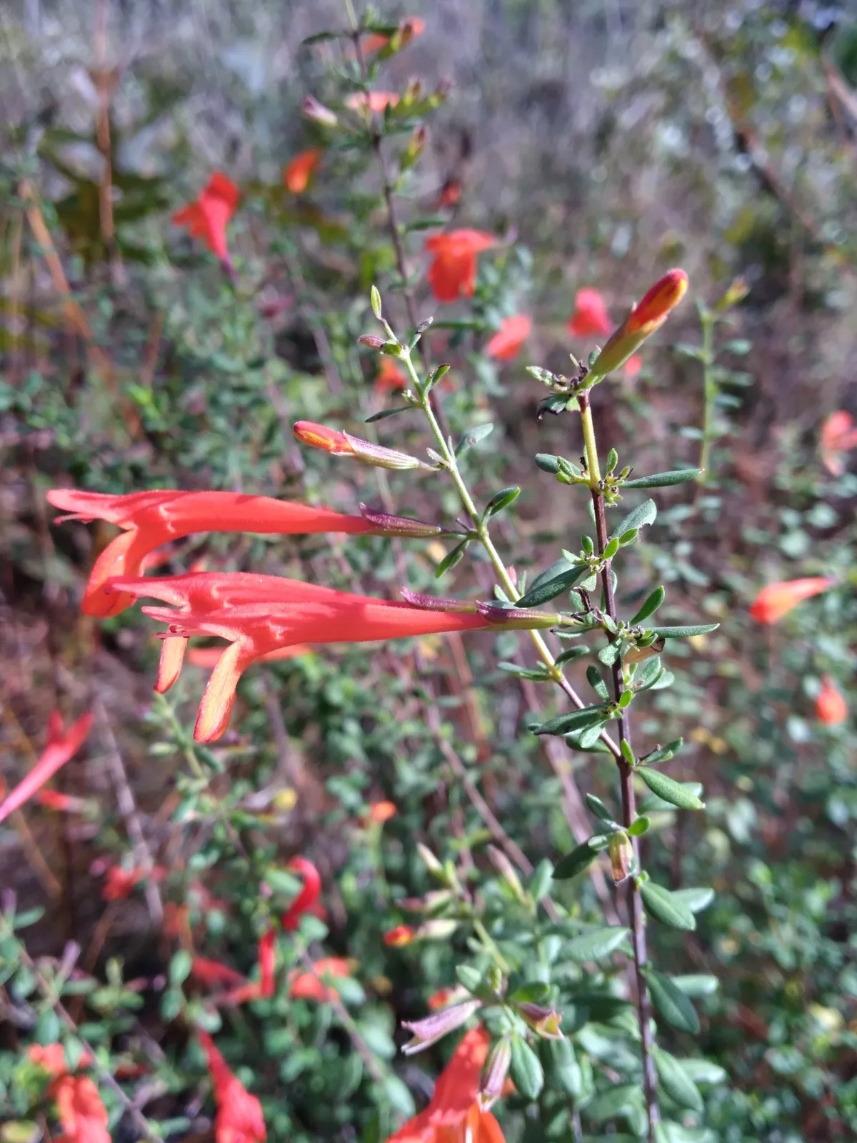 Scarlet calamint (Calamintha coccinea)