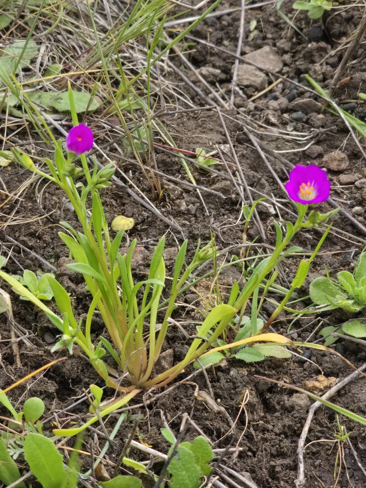 Red-maids (Calandrinia menziesii)