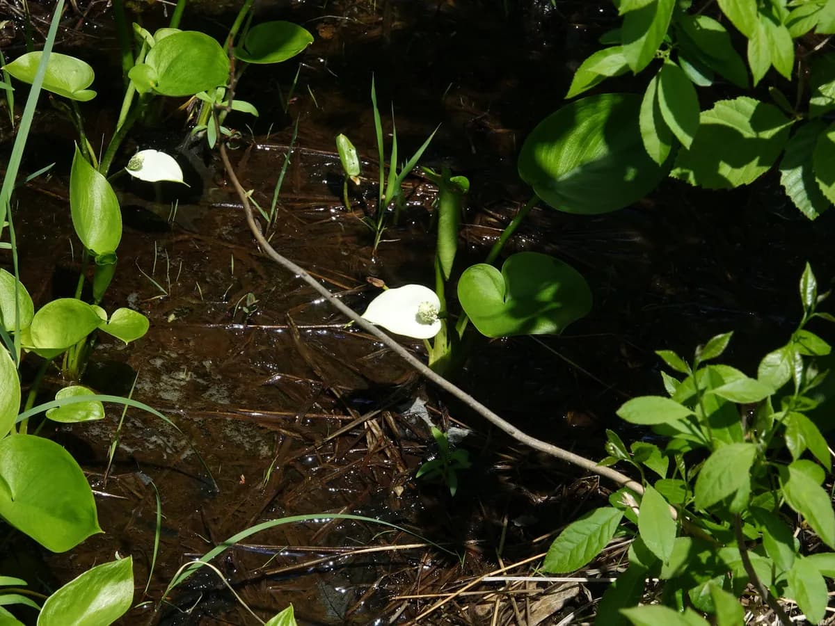 Wild Calla (Calla palustris)