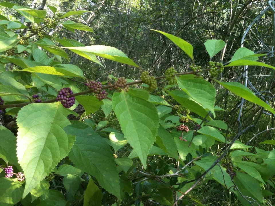 American Beautyberry (Callicarpa americana)