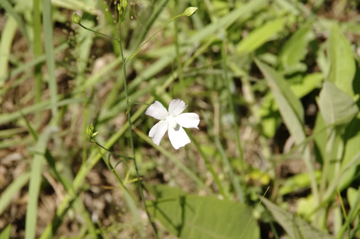 Light Poppymallow (Callirhoe alcaeoides)