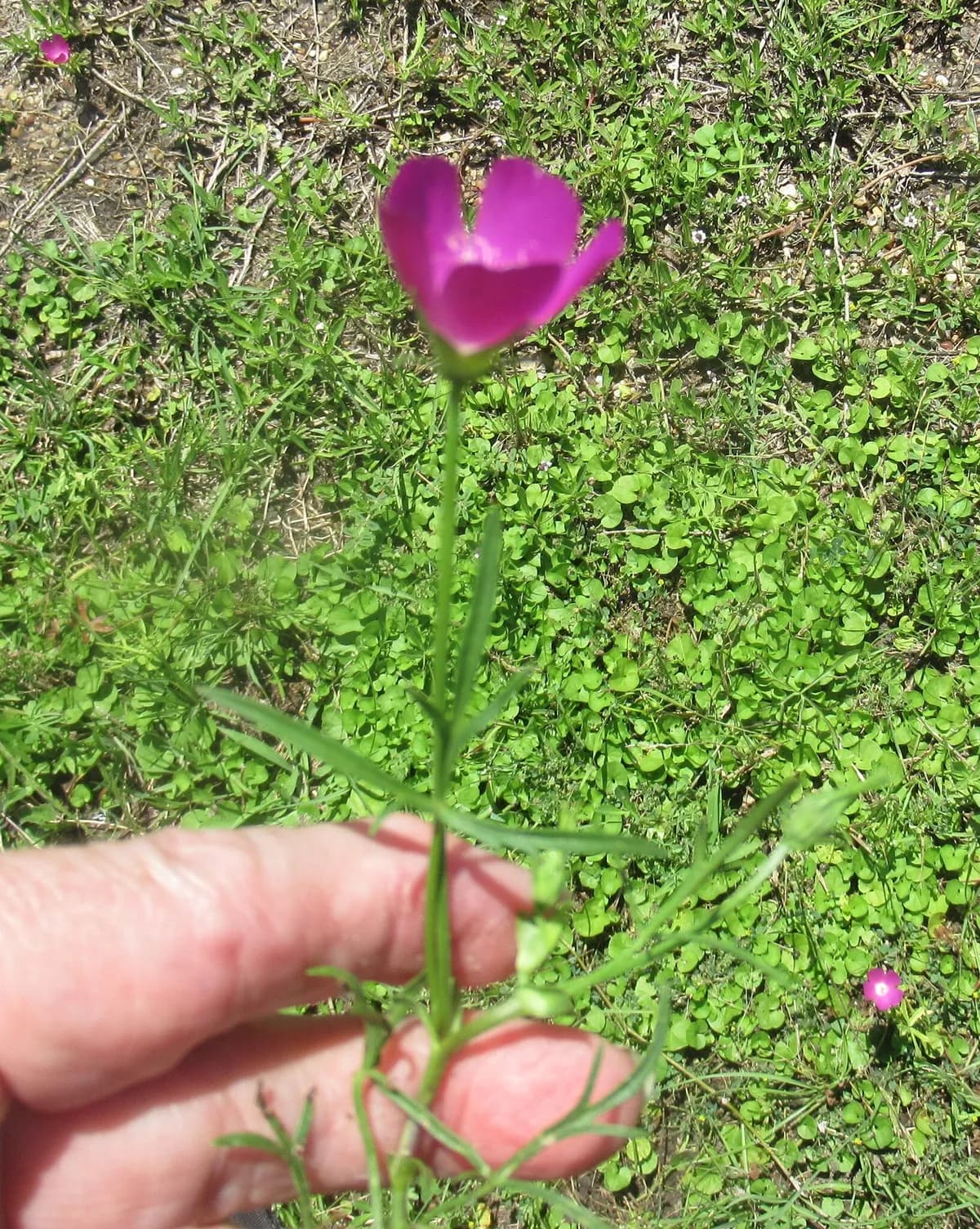 Low Poppymallow (Callirhoe involucrata)