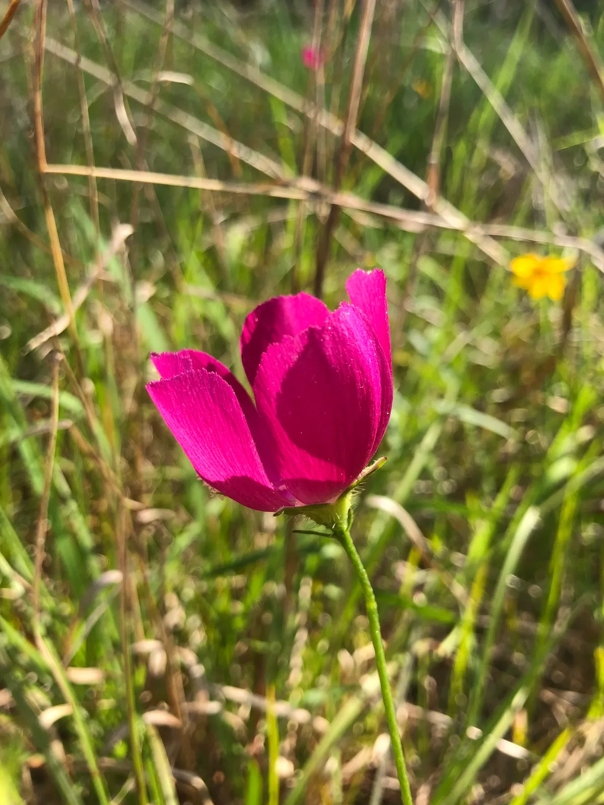 Woodland Poppymallow (Callirhoe papaver)