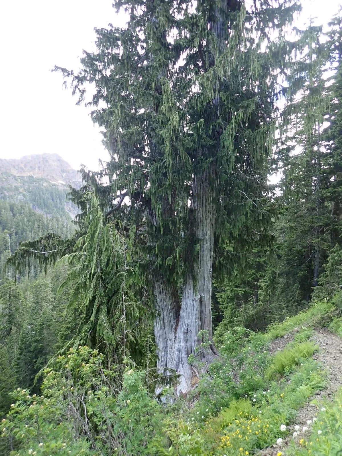 Alaska Cedar (Callitropsis nootkatensis)