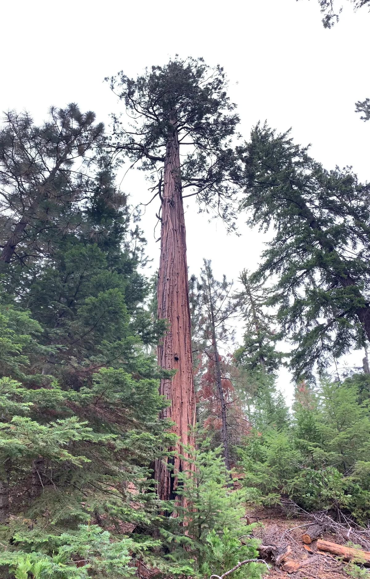 California incense-cedar (Calocedrus decurrens)