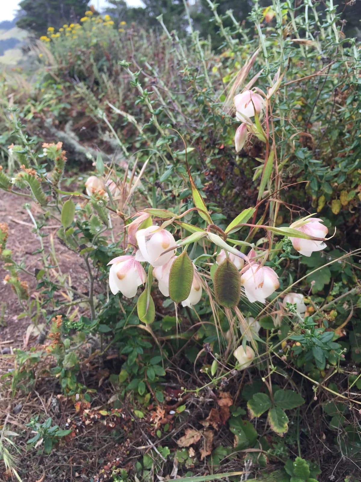 Fairy-lantern (Calochortus albus)