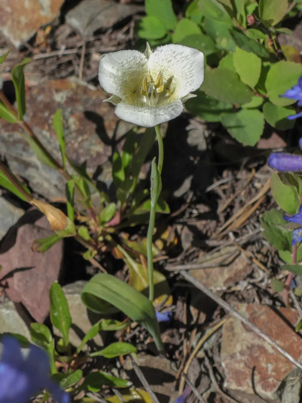 Pointedtip Mariposa Lily (Calochortus apiculatus)