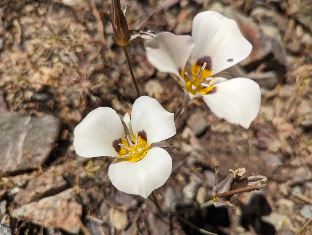 Leichtlin's Mariposa Lily (Calochortus leichtlinii)