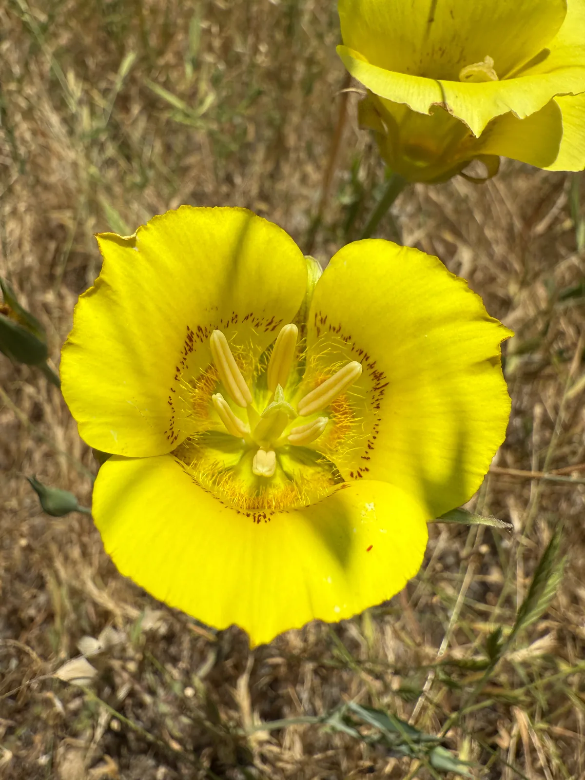 Yellow mariposa lily (Calochortus luteus)