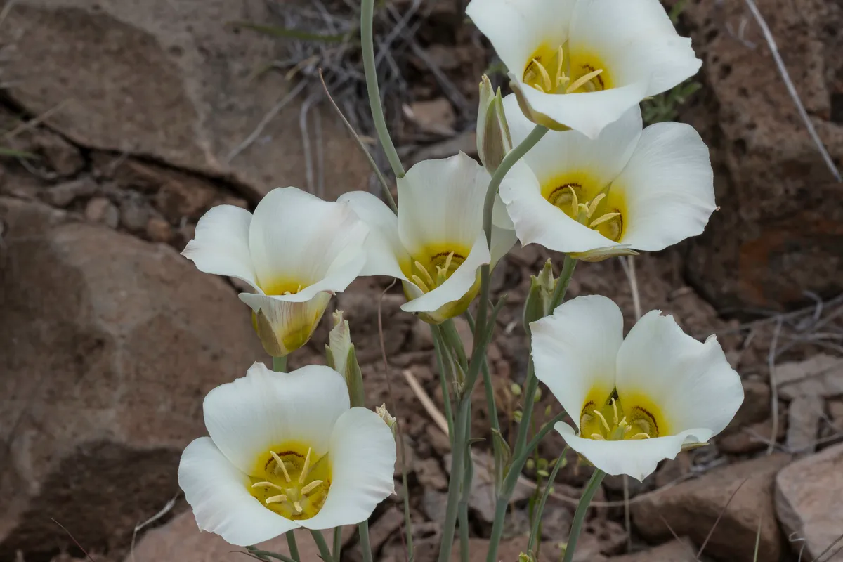 Sego Lily (Calochortus nuttallii)
