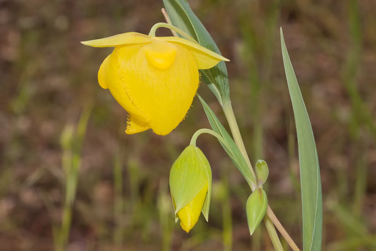 Mount Diablo fairy lantern (Calochortus pulchellus)