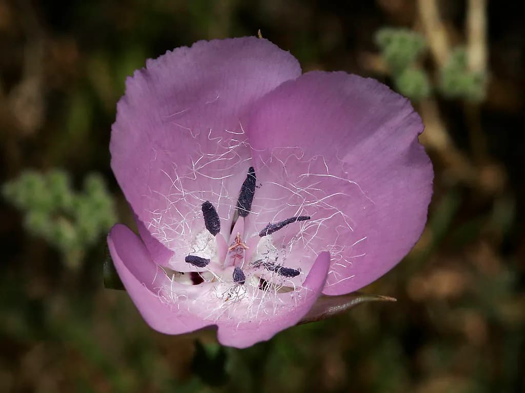 Splendid mariposa lily (Calochortus splendens)