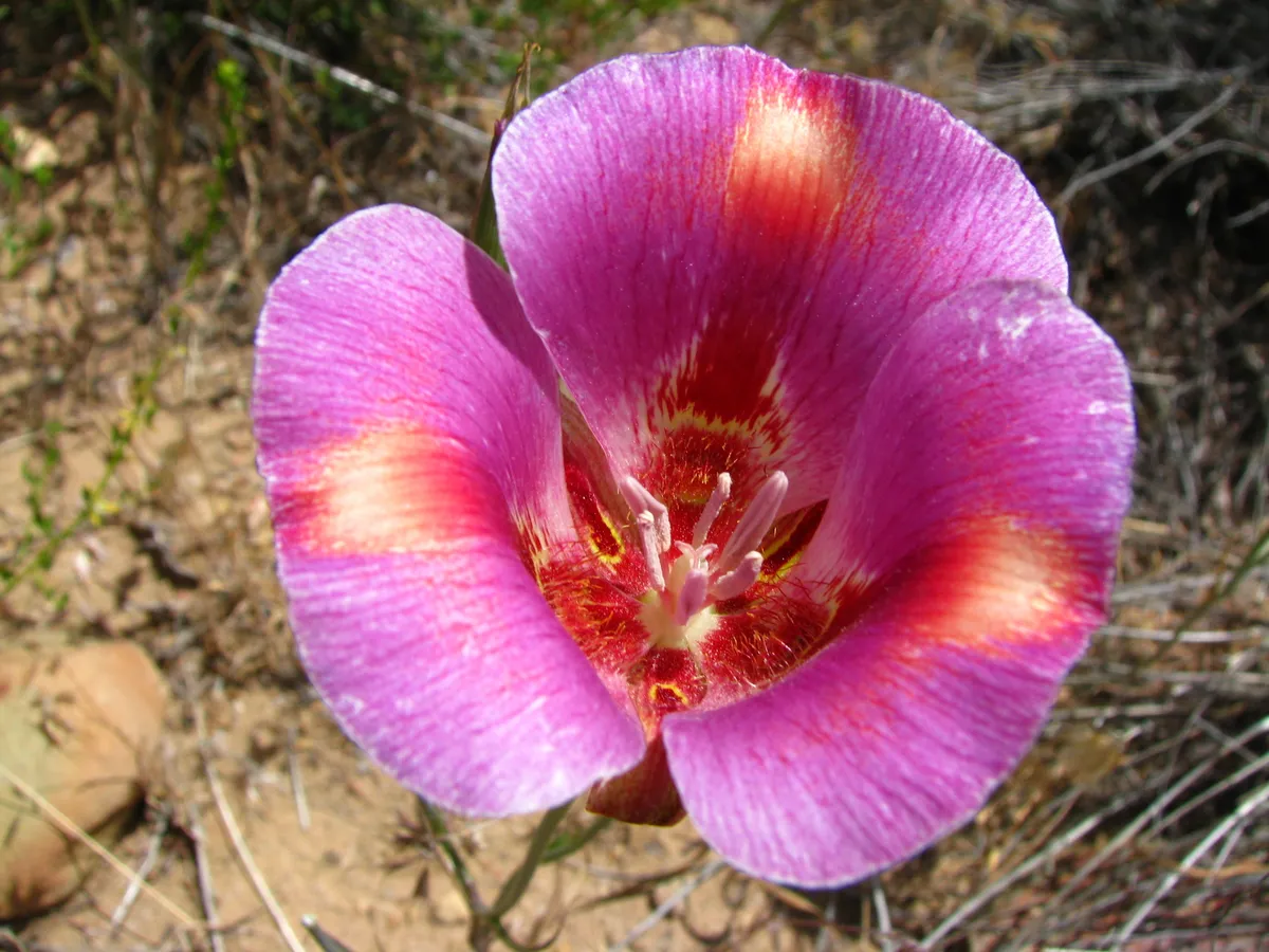Butterfly Mariposa Lily (Calochortus venustus)