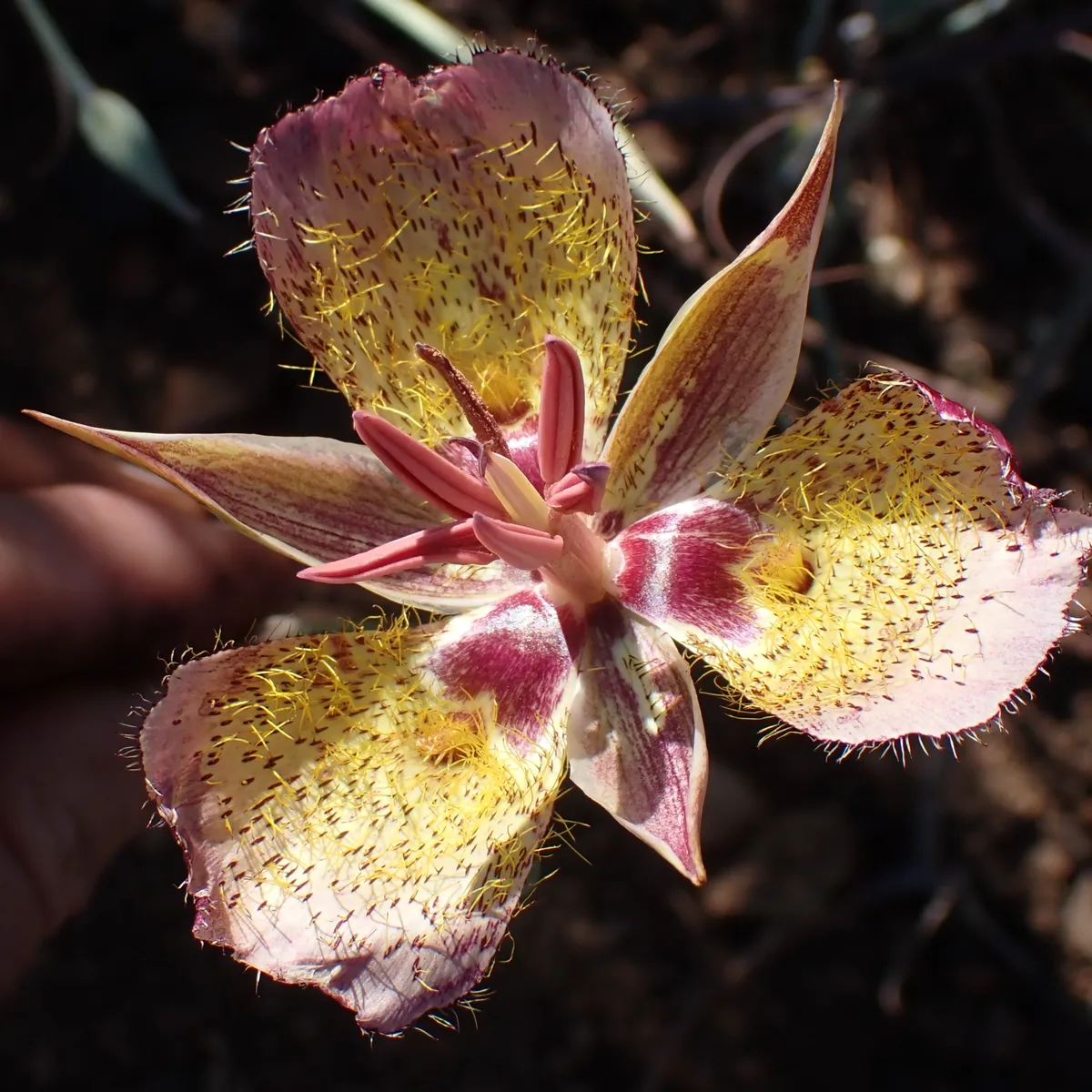 Weed's mariposa lily (Calochortus weedii)
