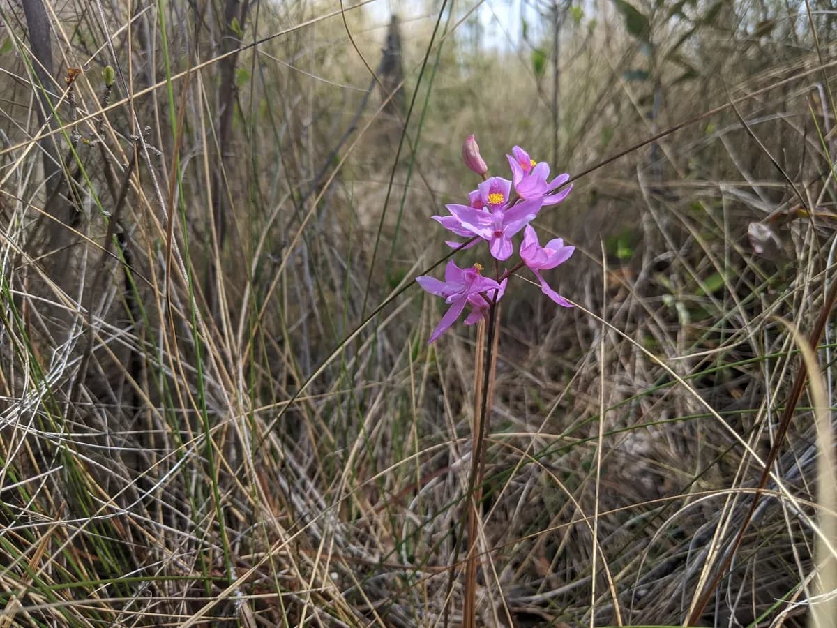 Bearded Grasspink (Calopogon barbatus)