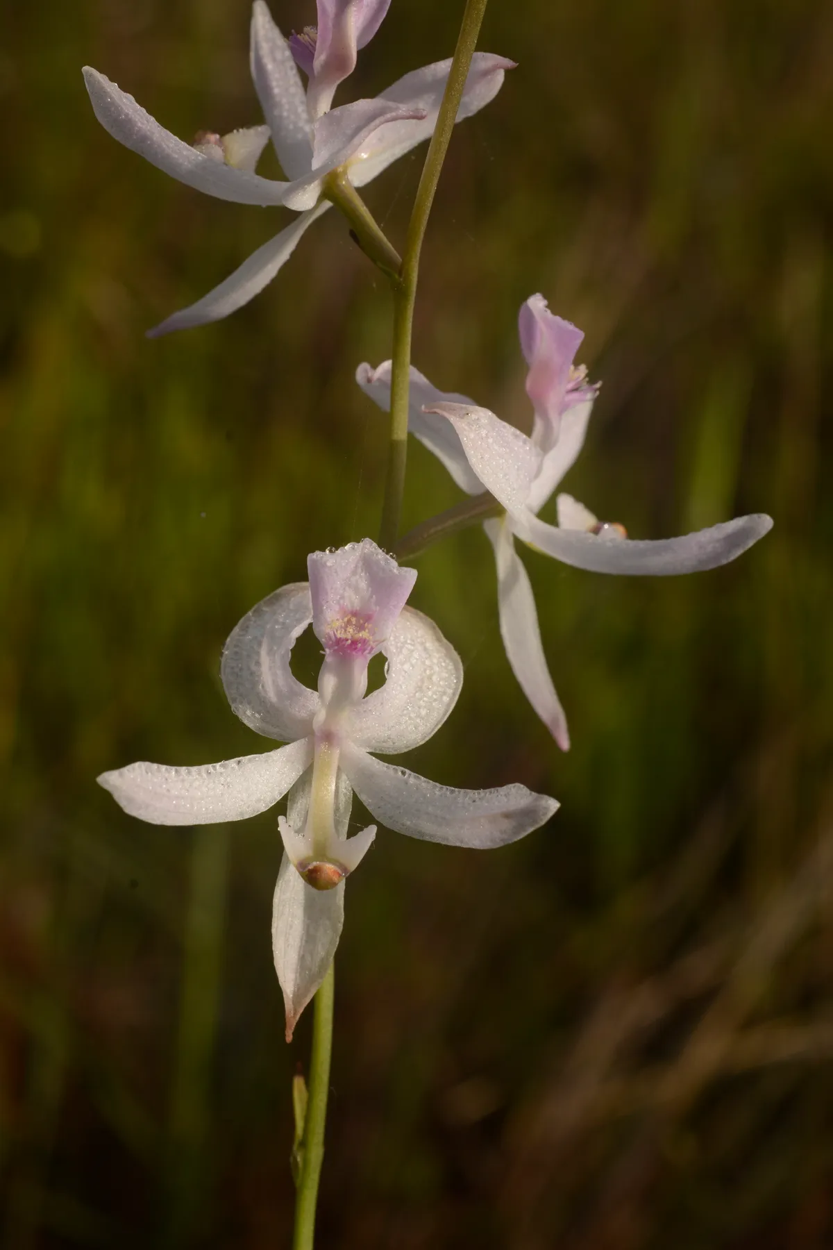 Pale Grasspink (Calopogon pallidus)