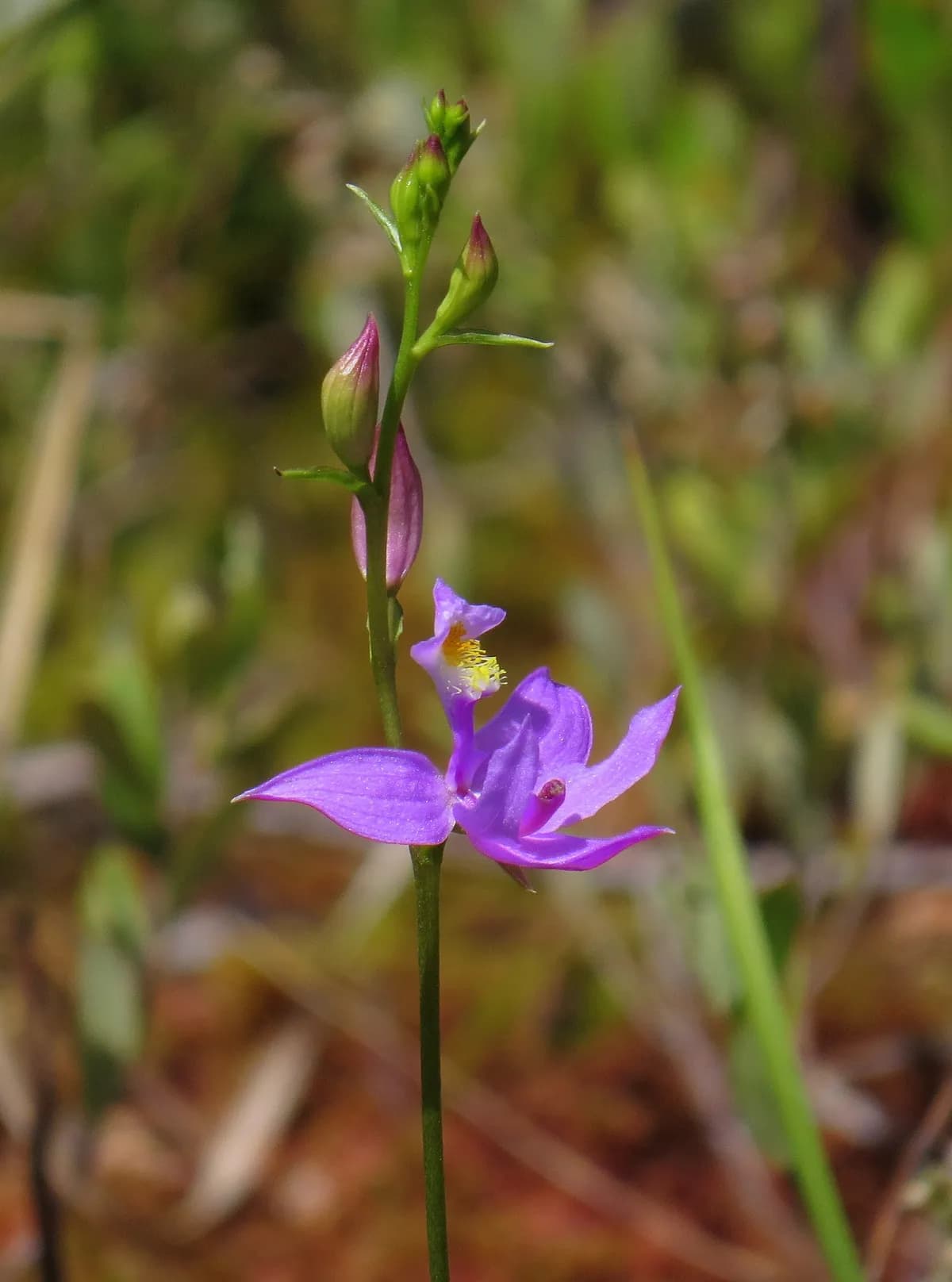 Tuberous Grasspink (Calopogon tuberosus)