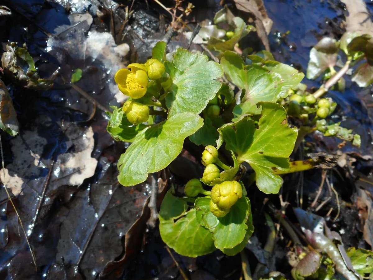 Cowflock (Caltha palustris)