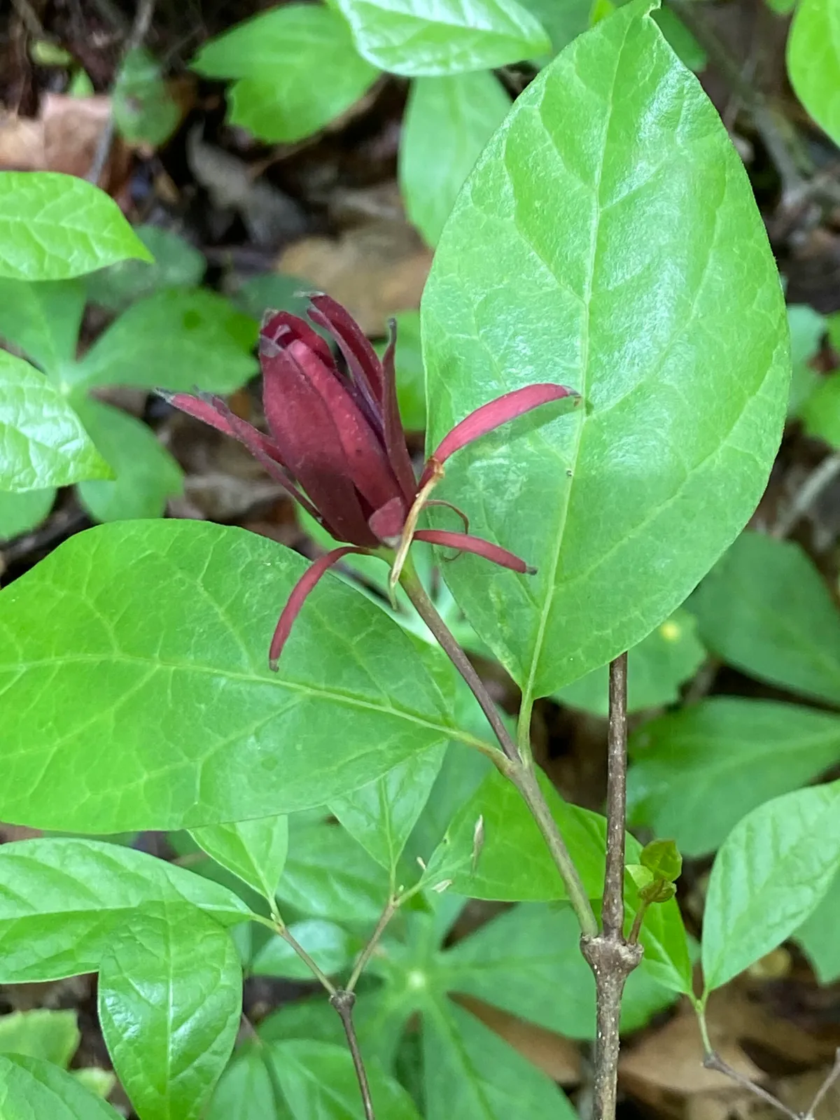 Carolina-allspice (Calycanthus floridus)