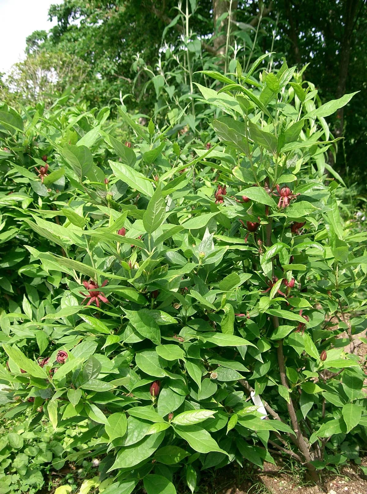 Carolina-allspice (Calycanthus floridus)