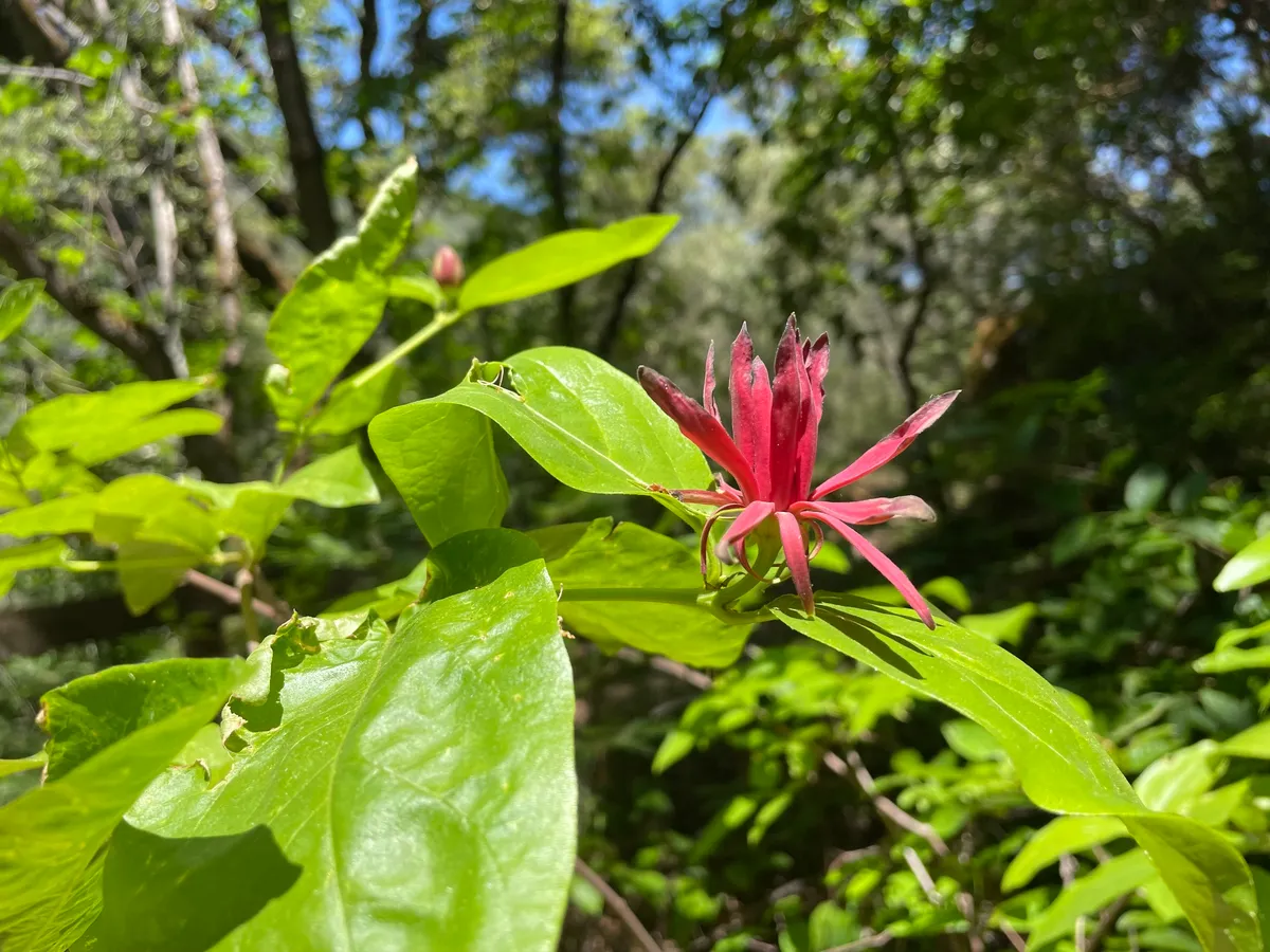 California spicebush (Calycanthus occidentalis)